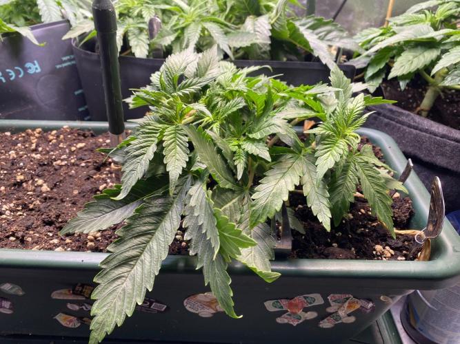 EPICC/CAPTAIN/RUNTZ/FirstTentGrow. Week 5 - Epic Buzz