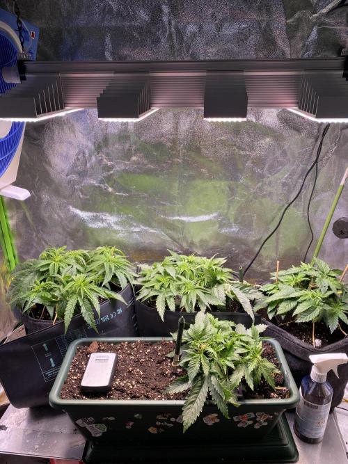 EPICC/CAPTAIN/RUNTZ/FirstTentGrow. Week 5