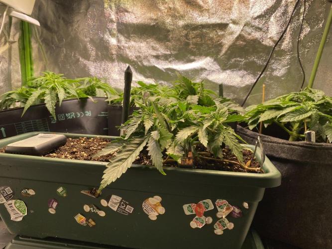 EPICC/CAPTAIN/RUNTZ/FirstTentGrow. Week 5