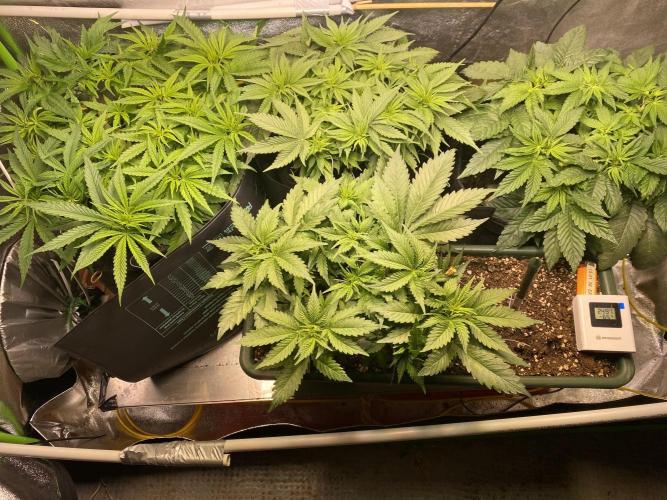 EPICC/CAPTAIN/RUNTZ/FirstTentGrow. Week 6