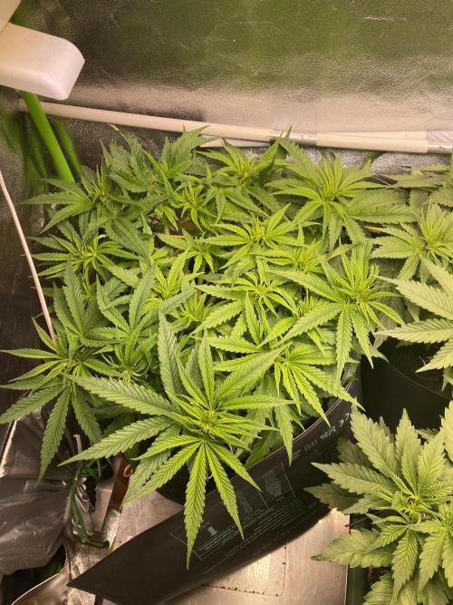 EPICC/CAPTAIN/RUNTZ/FirstTentGrow. Week 6 - Captain Future 