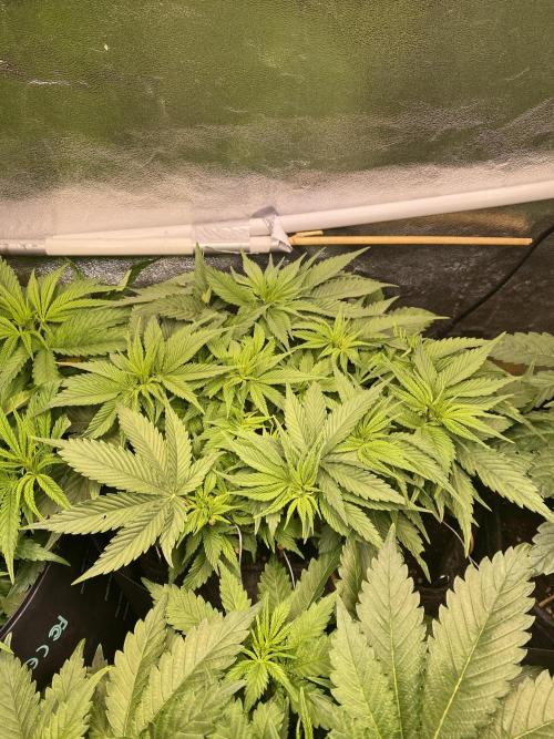 EPICC/CAPTAIN/RUNTZ/FirstTentGrow. Week 6 - Runtz #1