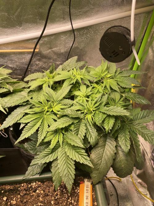 EPICC/CAPTAIN/RUNTZ/FirstTentGrow. Week 6 - Runtz #2