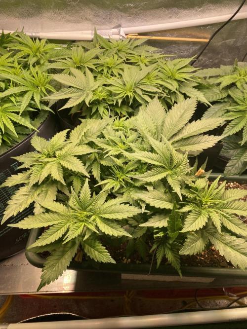EPICC/CAPTAIN/RUNTZ/FirstTentGrow. Week 6 - Epic Buzz