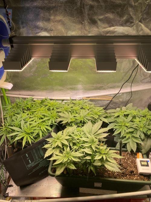 EPICC/CAPTAIN/RUNTZ/FirstTentGrow. Week 6