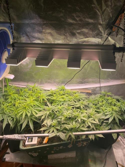 EPICC/CAPTAIN/RUNTZ/FirstTentGrow. Week 7