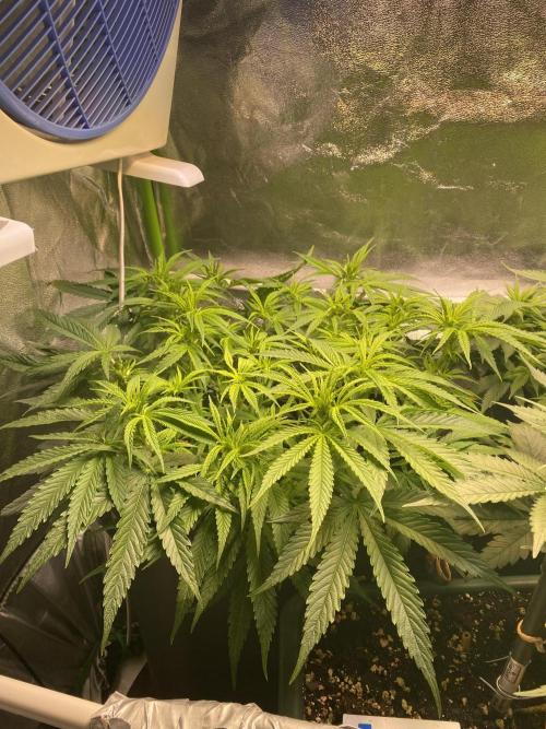 EPICC/CAPTAIN/RUNTZ/FirstTentGrow. Week 7 - Captain Future 