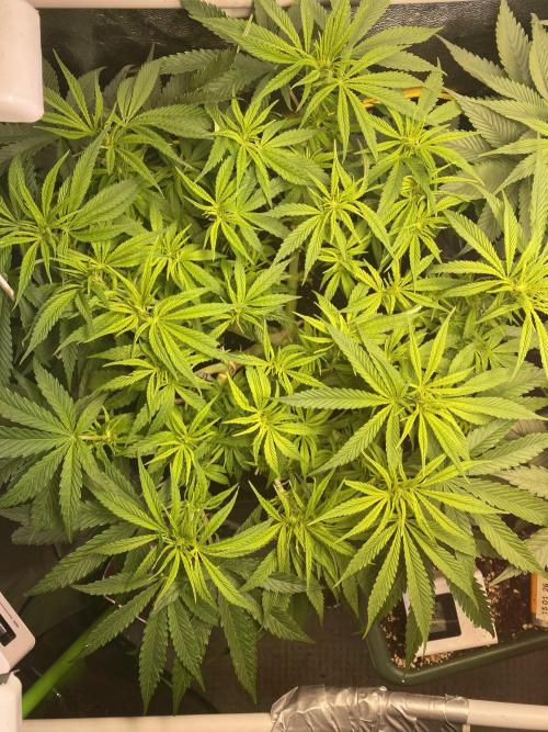 EPICC/CAPTAIN/RUNTZ/FirstTentGrow. Week 7 - Captain Future 