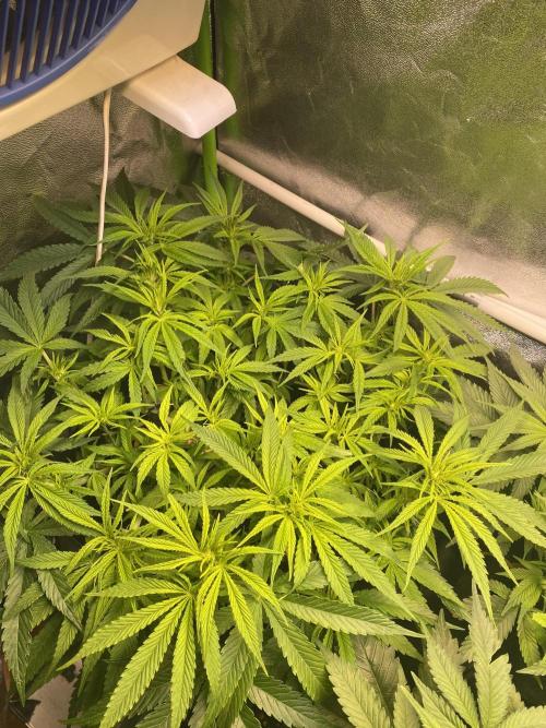 EPICC/CAPTAIN/RUNTZ/FirstTentGrow. Week 7