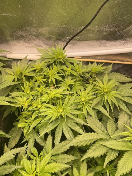 EPICC/CAPTAIN/RUNTZ/FirstTentGrow. Week 7