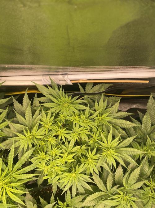 EPICC/CAPTAIN/RUNTZ/FirstTentGrow. Week 7