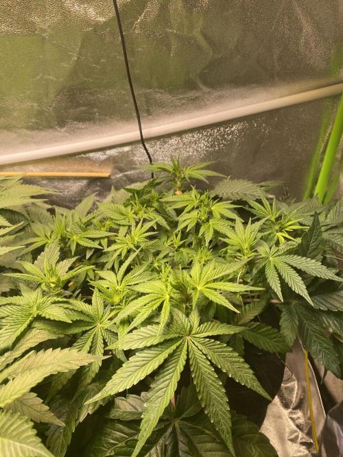 EPICC/CAPTAIN/RUNTZ/FirstTentGrow. Week 7