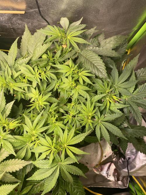 EPICC/CAPTAIN/RUNTZ/FirstTentGrow. Week 7