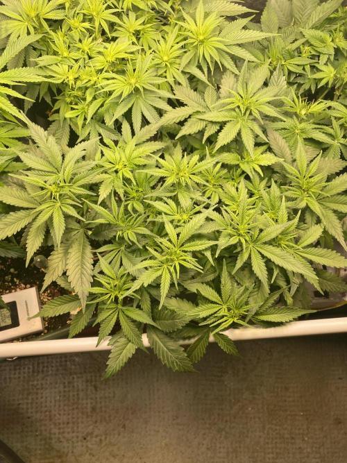 EPICC/CAPTAIN/RUNTZ/FirstTentGrow. Week 7