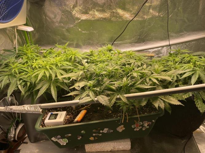 EPICC/CAPTAIN/RUNTZ/FirstTentGrow. Week 7