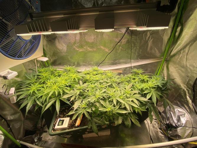 EPICC/CAPTAIN/RUNTZ/FirstTentGrow. Week 7