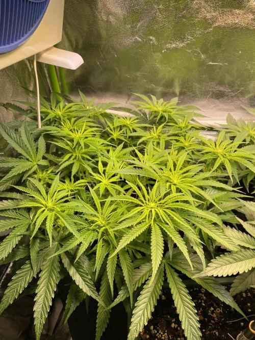 EPICC/CAPTAIN/RUNTZ/FirstTentGrow. Week 7 - Captain Future 