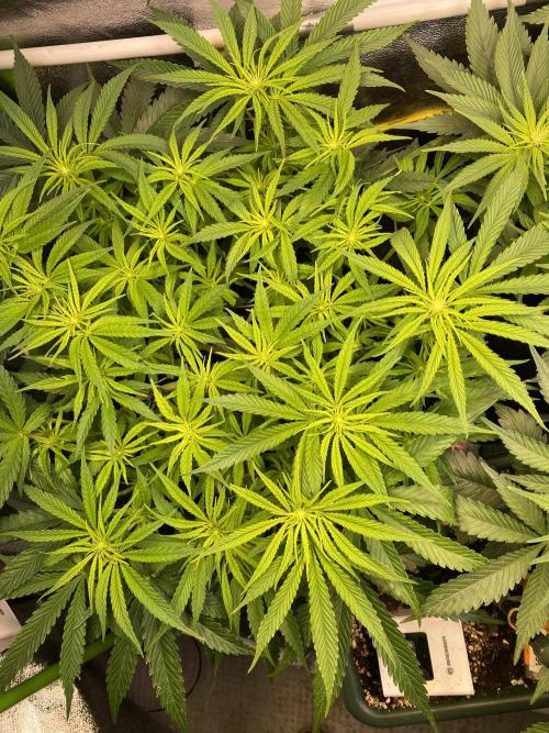 EPICC/CAPTAIN/RUNTZ/FirstTentGrow. Week 7 - Captain Future 