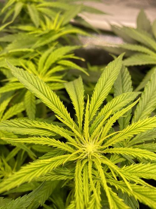 EPICC/CAPTAIN/RUNTZ/FirstTentGrow. Week 7 - Captain Future 