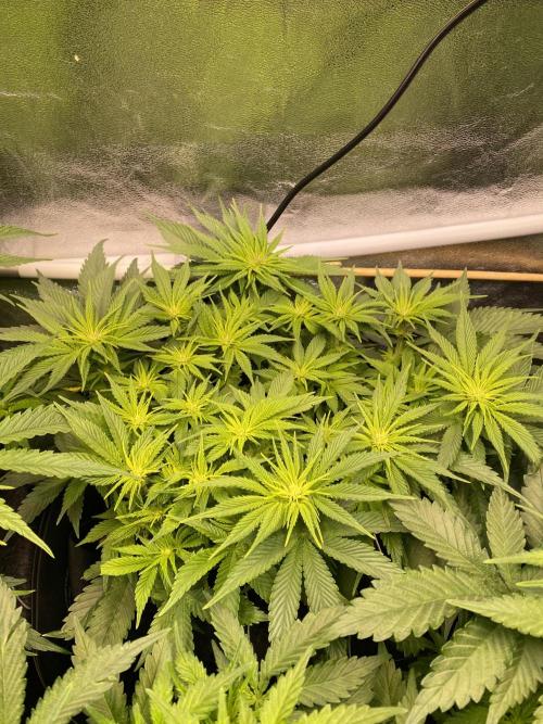 EPICC/CAPTAIN/RUNTZ/FirstTentGrow. Week 7 - Runtz #1