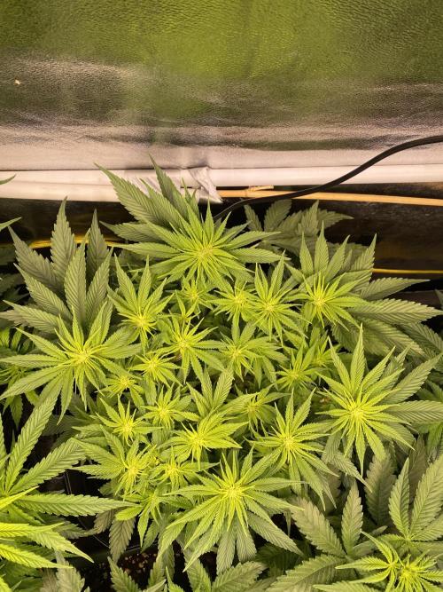 EPICC/CAPTAIN/RUNTZ/FirstTentGrow. Week 7 - Runtz #1