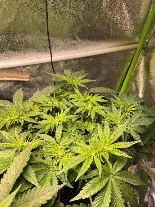 EPICC/CAPTAIN/RUNTZ/FirstTentGrow. Week 7 - Runtz #2