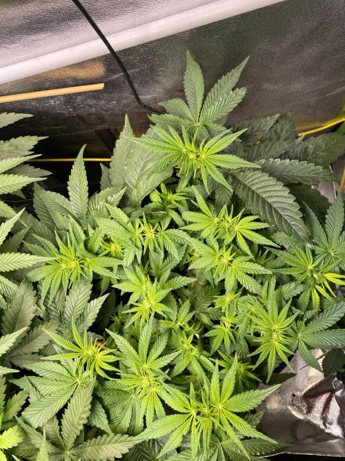 EPICC/CAPTAIN/RUNTZ/FirstTentGrow. Week 7 - Runtz #2