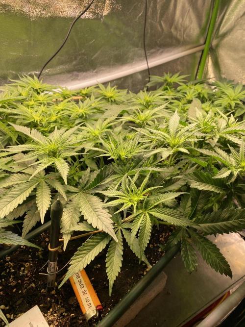 EPICC/CAPTAIN/RUNTZ/FirstTentGrow. Week 7 - Epic Buzz