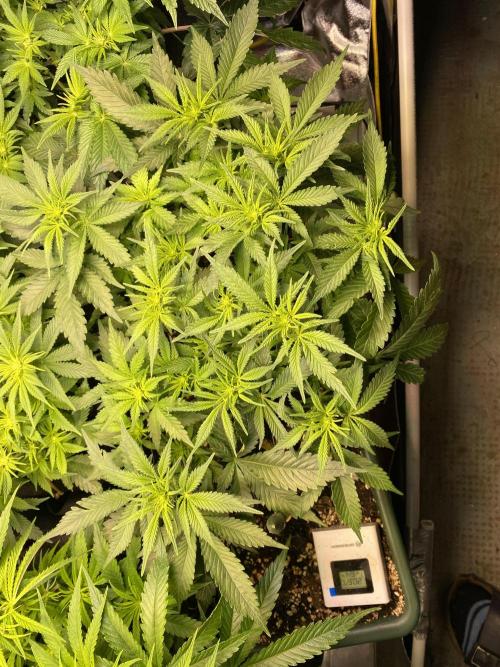 EPICC/CAPTAIN/RUNTZ/FirstTentGrow. Week 7 - Epic Buzz