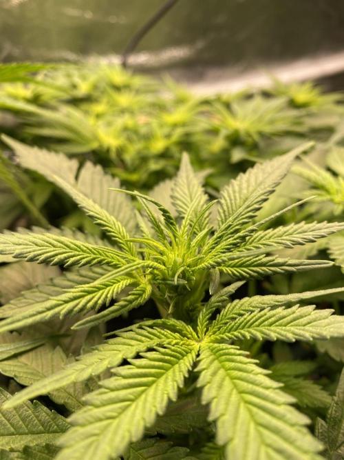 EPICC/CAPTAIN/RUNTZ/FirstTentGrow. Week 7 - Epic Buzz
