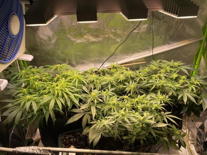 EPICC/CAPTAIN/RUNTZ/FirstTentGrow. Week 8