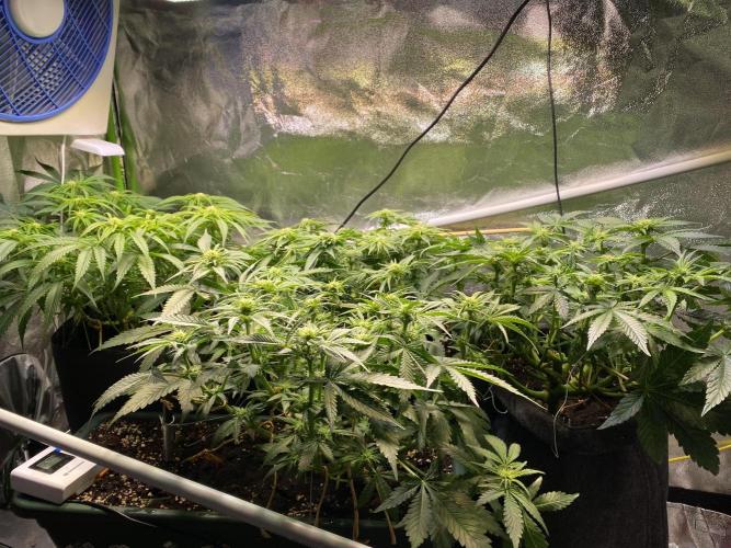 EPICC/CAPTAIN/RUNTZ/FirstTentGrow. Week 8