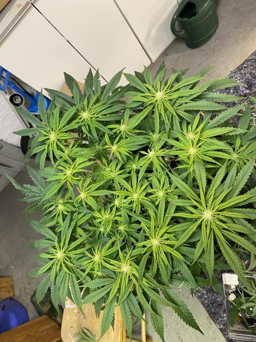 EPICC/CAPTAIN/RUNTZ/FirstTentGrow. Week 8 - Runtz #1