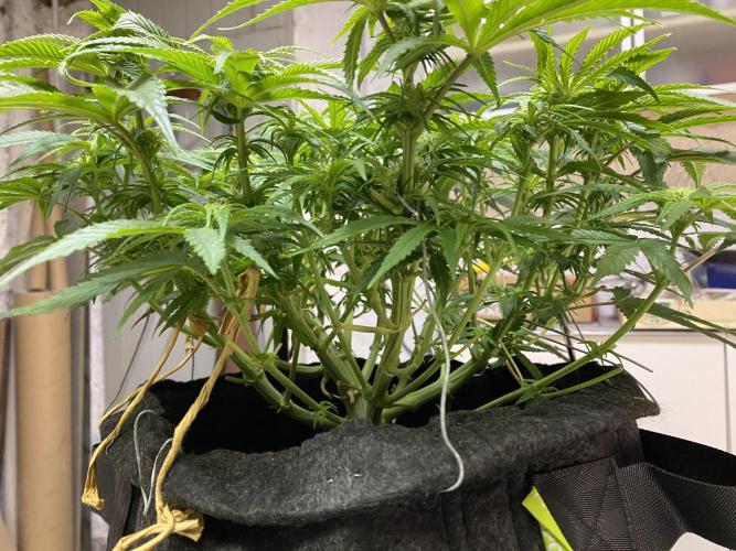 EPICC/CAPTAIN/RUNTZ/FirstTentGrow. Week 8 - Runtz #1
