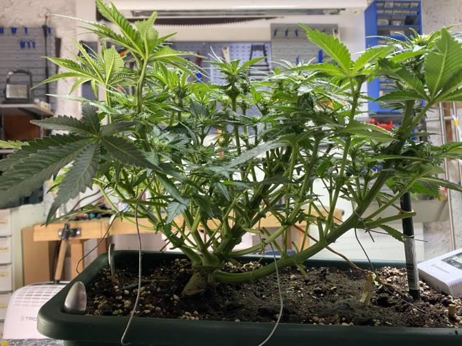 EPICC/CAPTAIN/RUNTZ/FirstTentGrow. Week 8 - Epic Buzz 