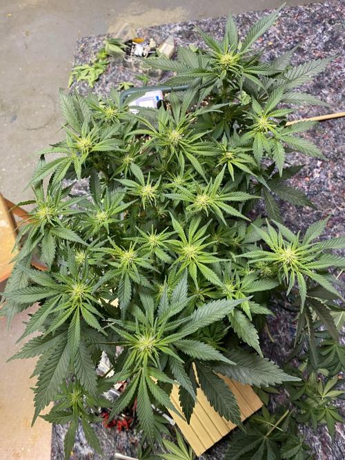 EPICC/CAPTAIN/RUNTZ/FirstTentGrow. Week 8 - Epic Buzz 