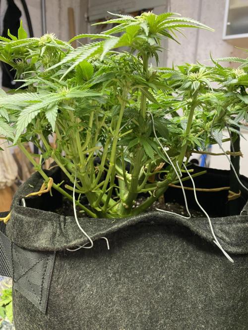 EPICC/CAPTAIN/RUNTZ/FirstTentGrow. Week 8 - Captain Future 