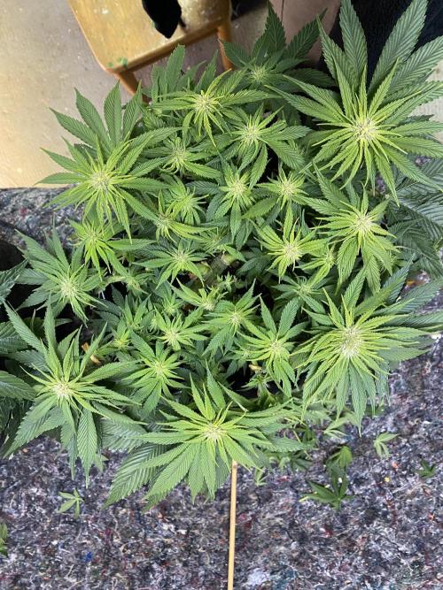 EPICC/CAPTAIN/RUNTZ/FirstTentGrow. Week 8 - Captain Future 