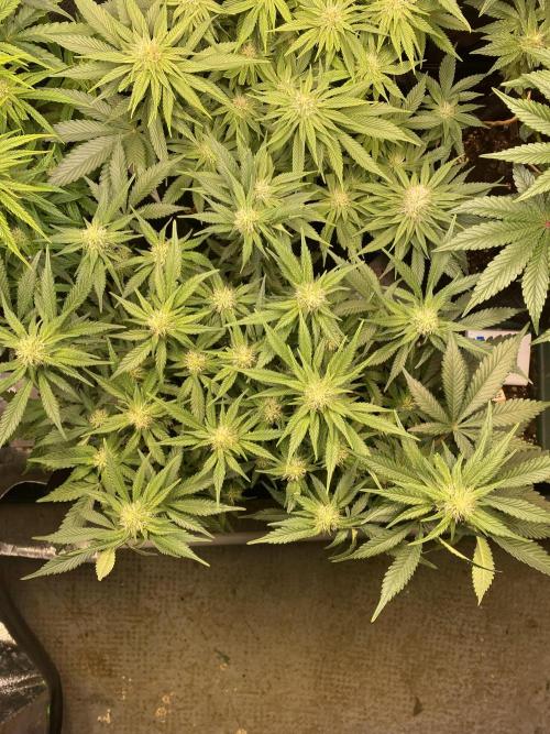 EPICC/CAPTAIN/RUNTZ/FirstTentGrow. Week 9 - Captain Future 