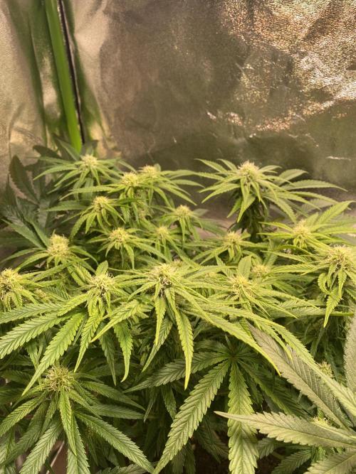 EPICC/CAPTAIN/RUNTZ/FirstTentGrow. Week 9 - Captain Future 