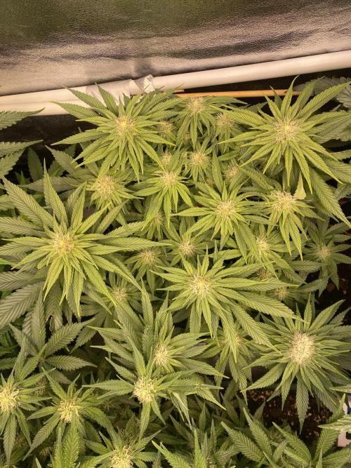 EPICC/CAPTAIN/RUNTZ/FirstTentGrow. Week 9 - Runtz #1