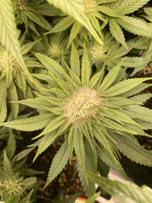 EPICC/CAPTAIN/RUNTZ/FirstTentGrow. Week 9 - Runtz #1 CRAZY BUD 🤤