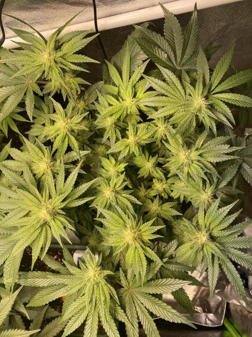 EPICC/CAPTAIN/RUNTZ/FirstTentGrow. Week 9 - Runtz #2