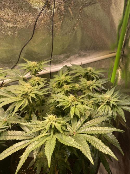 EPICC/CAPTAIN/RUNTZ/FirstTentGrow. Week 9 - Runtz #2
