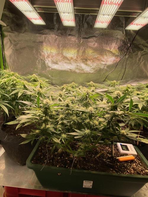 EPICC/CAPTAIN/RUNTZ/FirstTentGrow. Week 9