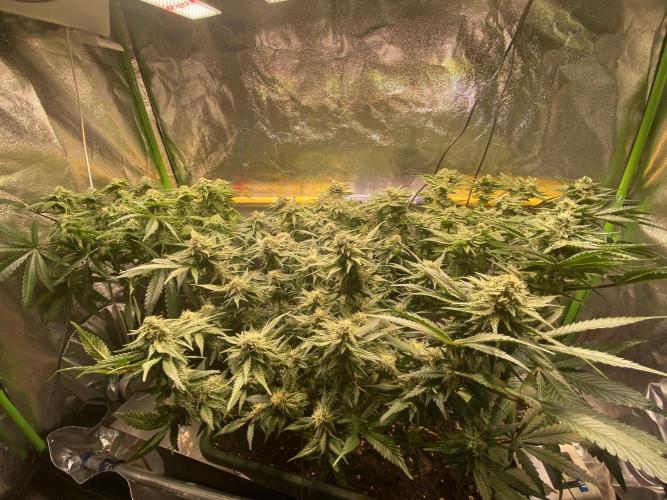 EPICC/CAPTAIN/RUNTZ/FirstTentGrow. Week 10