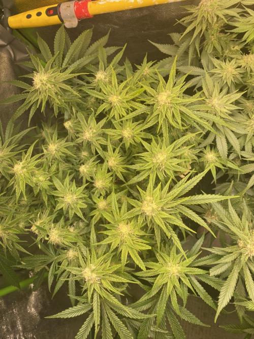 EPICC/CAPTAIN/RUNTZ/FirstTentGrow. Week 10 - Captain Future 