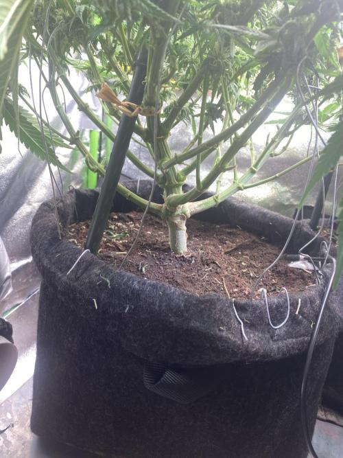 EPICC/CAPTAIN/RUNTZ/FirstTentGrow. Week 10 - Captain Future 