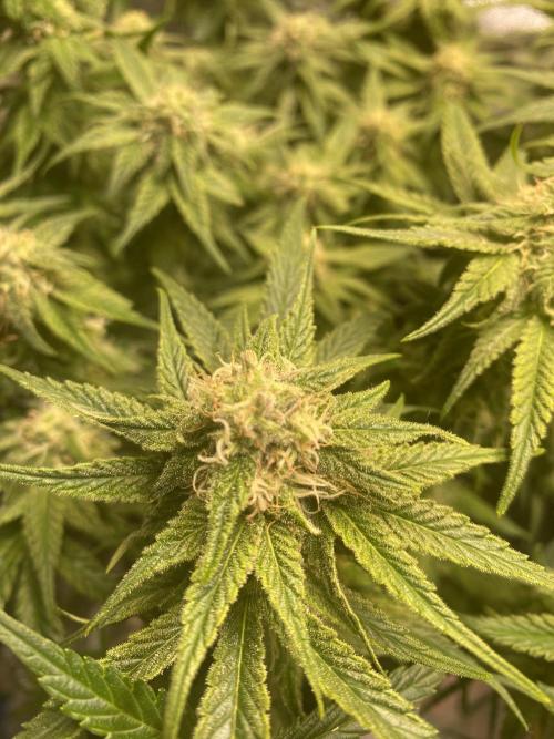 EPICC/CAPTAIN/RUNTZ/FirstTentGrow. Week 10 - Captain Future 