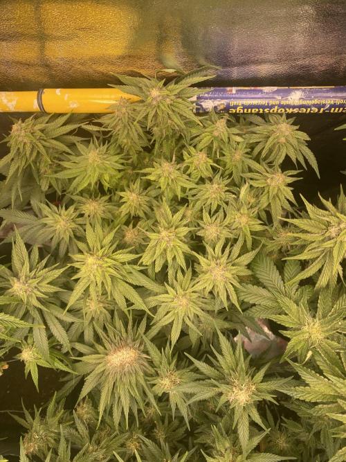 EPICC/CAPTAIN/RUNTZ/FirstTentGrow. Week 10 - Runtz #1